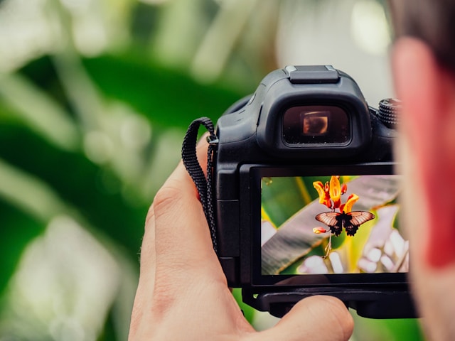 fotografie thema dieren