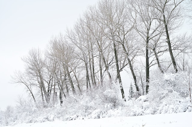 high key foto van sneeuwlandschap